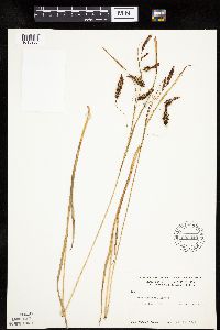 Carex lyngbyei image