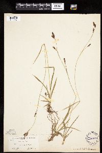 Carex luzulina image
