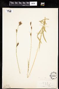 Carex luzulina image