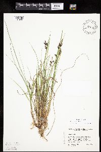 Carex magellanica subsp. irrigua image