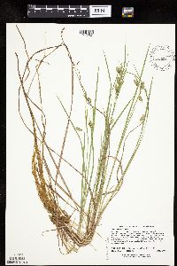 Carex magellanica image