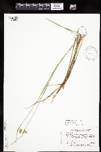 Carex magellanica subsp. irrigua image