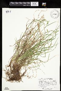 Carex magellanica subsp. irrigua image