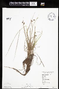 Carex magellanica image