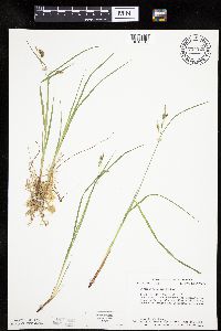 Carex magellanica image