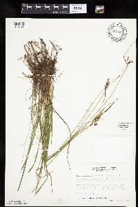 Thumbnail image of current specimen