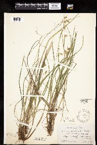 Carex magellanica subsp. irrigua image