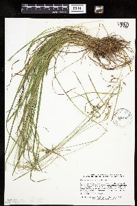 thumbnail image of current specimen