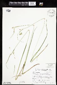 Carex magellanica image