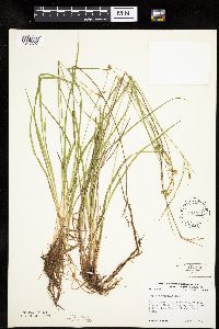 thumbnail image of current specimen