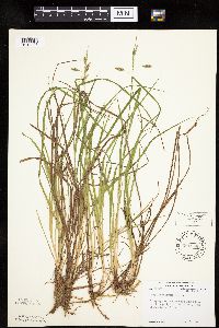 Carex magellanica image
