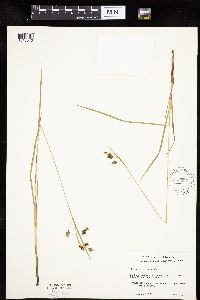 Carex magellanica image