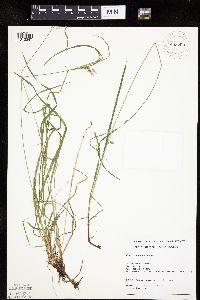 Carex magellanica image