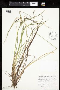 Carex magellanica subsp. irrigua image
