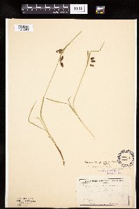 Carex magellanica image