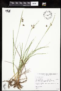 thumbnail image of current specimen