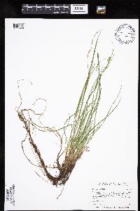 thumbnail image of current specimen