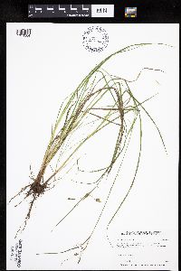 Carex magellanica subsp. irrigua image