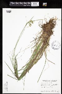Carex magellanica subsp. irrigua image