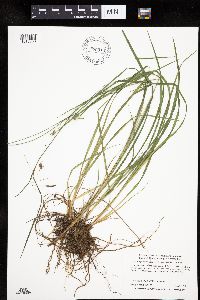 Carex magellanica subsp. irrigua image