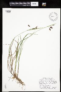 Carex magellanica subsp. irrigua image