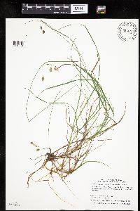 Carex magellanica subsp. irrigua image