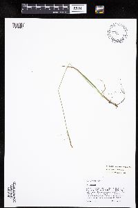 Carex magellanica subsp. irrigua image