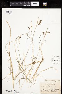 Carex magellanica image