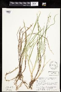 Carex magellanica image