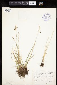 thumbnail image of current specimen