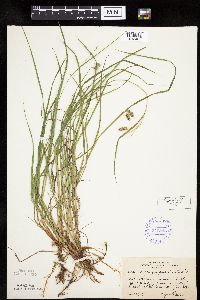 thumbnail image of current specimen