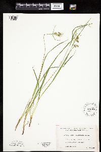 Carex magellanica image