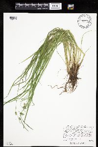 Carex magellanica subsp. irrigua image