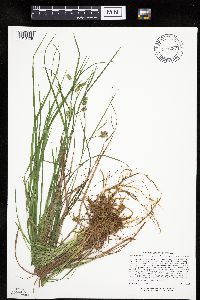 Carex magellanica subsp. irrigua image