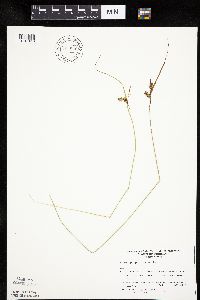thumbnail image of current specimen