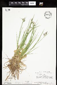 Carex magellanica subsp. irrigua image
