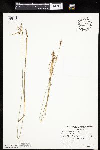 thumbnail image of current specimen