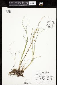 thumbnail image of current specimen