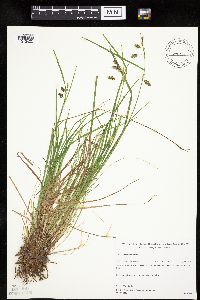 Carex magellanica subsp. irrigua image