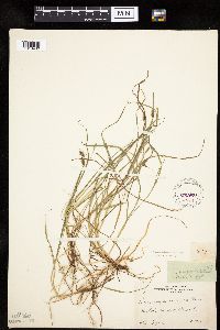 Carex magellanica subsp. irrigua image
