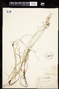Carex magellanica subsp. irrigua image