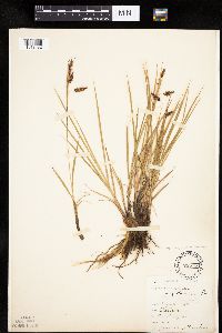Carex magellanica subsp. irrigua image