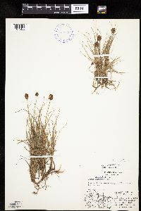 Carex maritima image