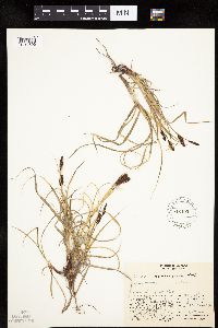 Carex membranacea image