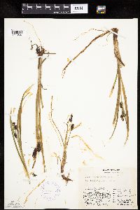Carex membranacea image
