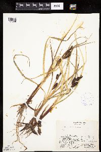 Carex membranacea image