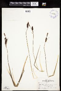 Carex membranacea image