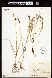 Carex membranacea image