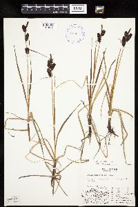 Carex membranacea image