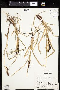 Carex membranacea image